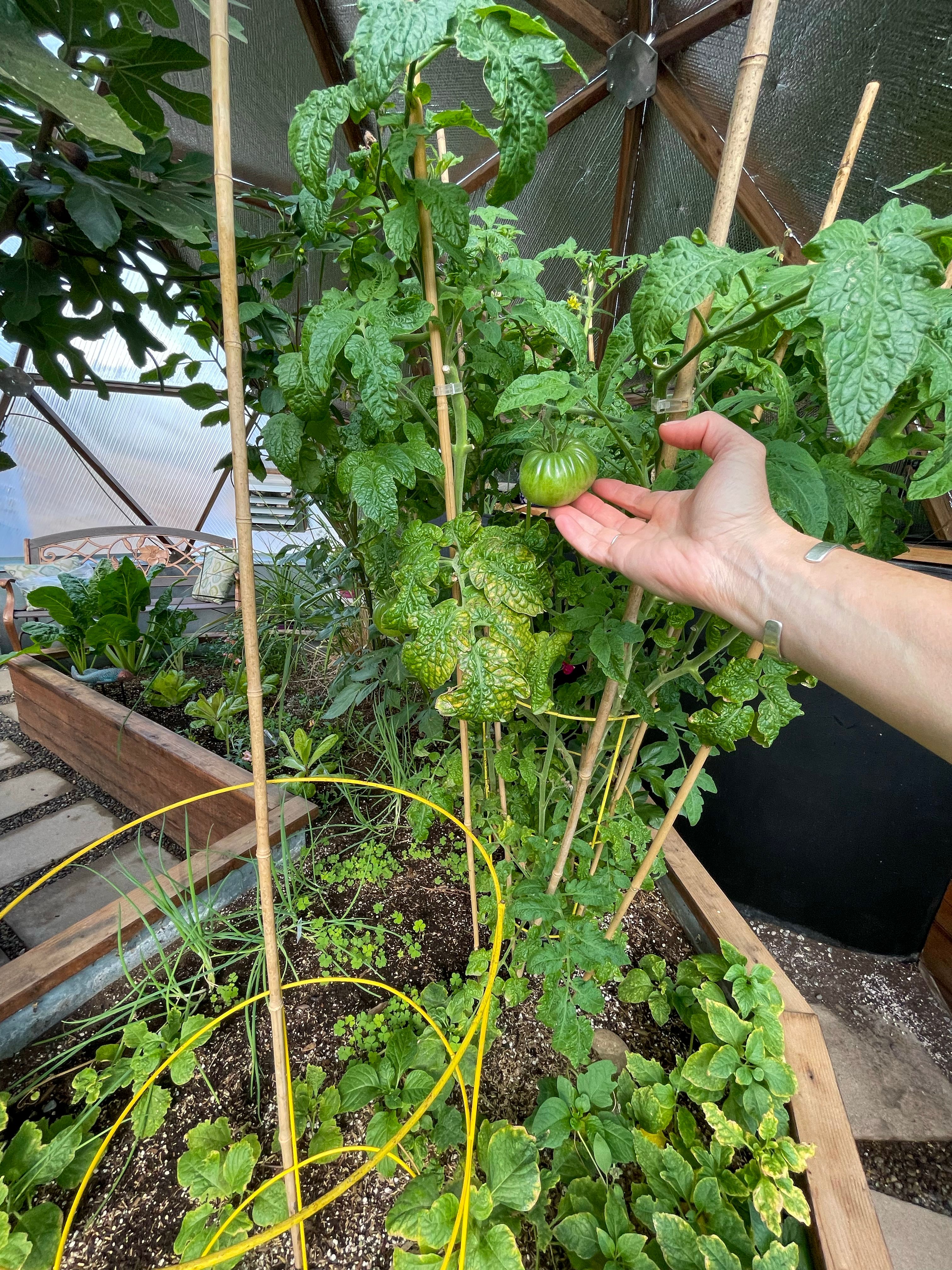 green tomato still growing on the plant