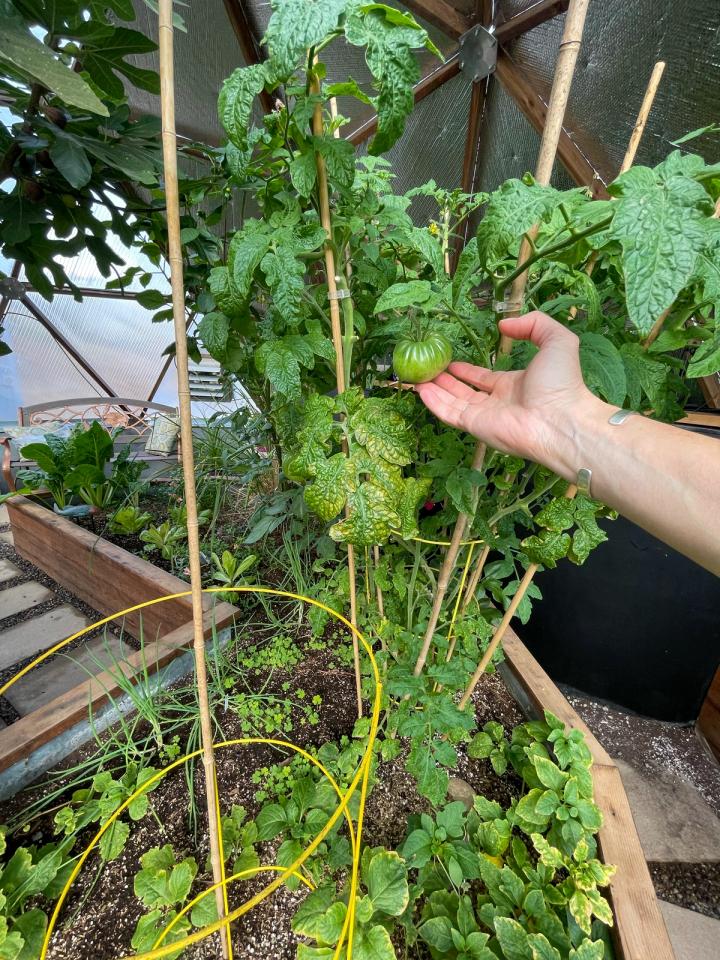 green tomato still growing on the plant