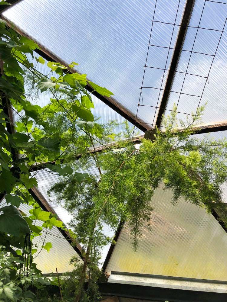 up close photo of pomegranate shrub in a greenhouse