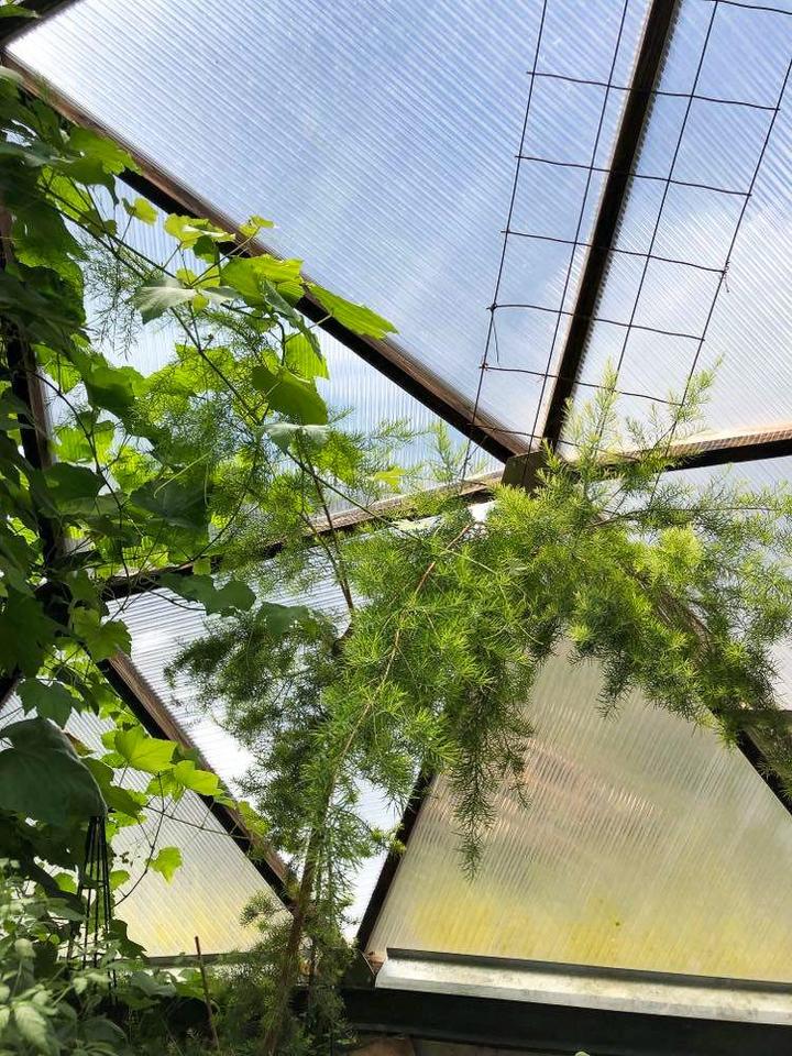 up close photo of pomegranate shrub in a greenhouse
