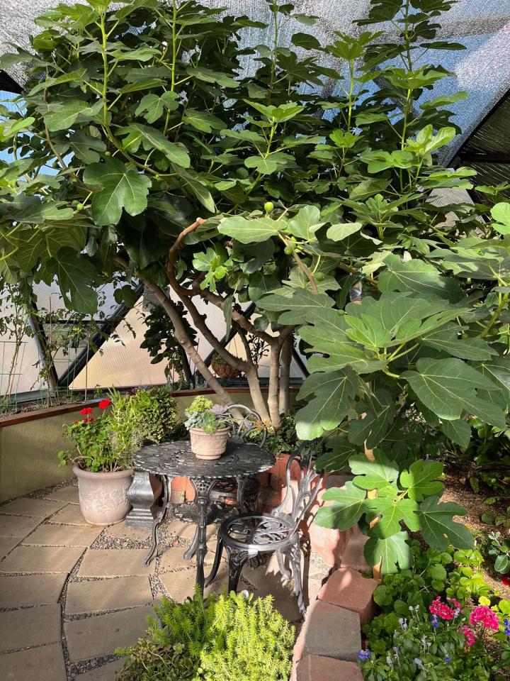 fig tree growing inside a 26' growing dome greenhouse, there are figs ripening on the tree and  succulents, and flowers growing in pots and raised beds underneath