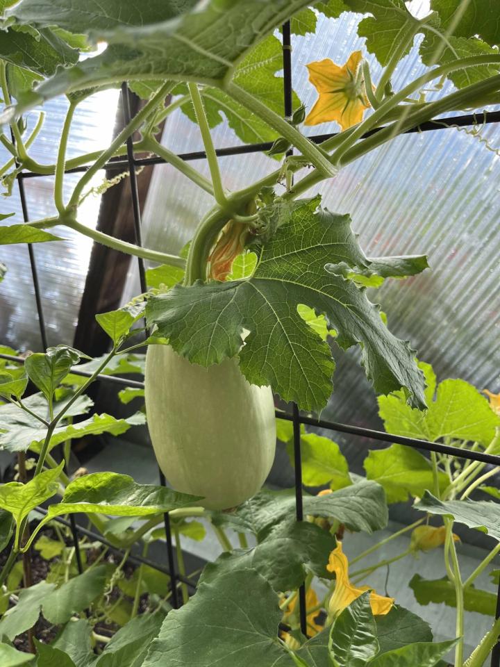 kabocha squash on the vine