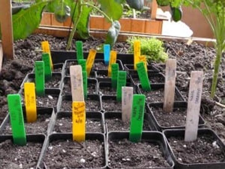 Planted seeds Scouch-021813-08-web-300x225