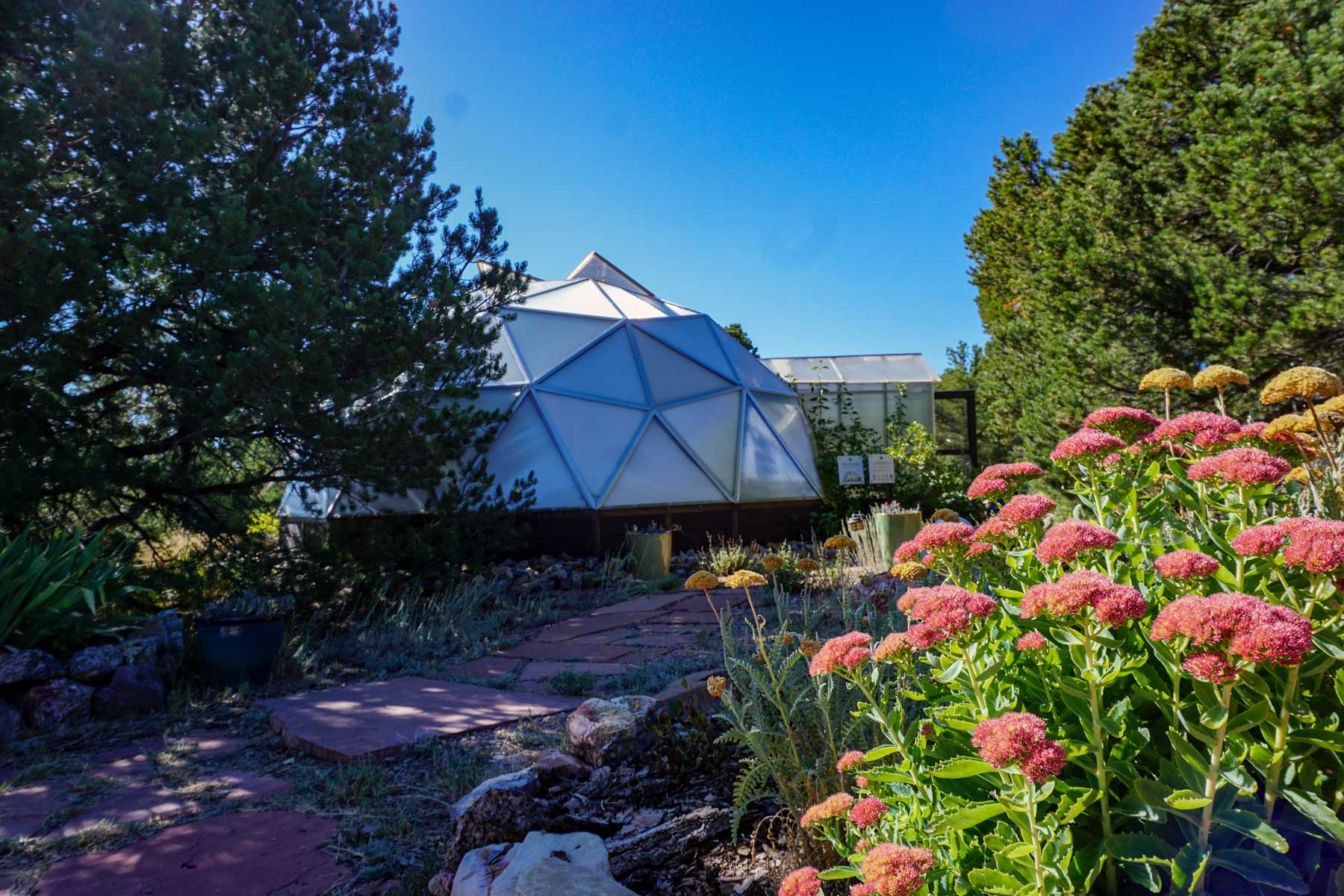 Growing Dome in the shadow of the pines, a flagstone path runs past it and there are yarrow and bee plants in the foreground