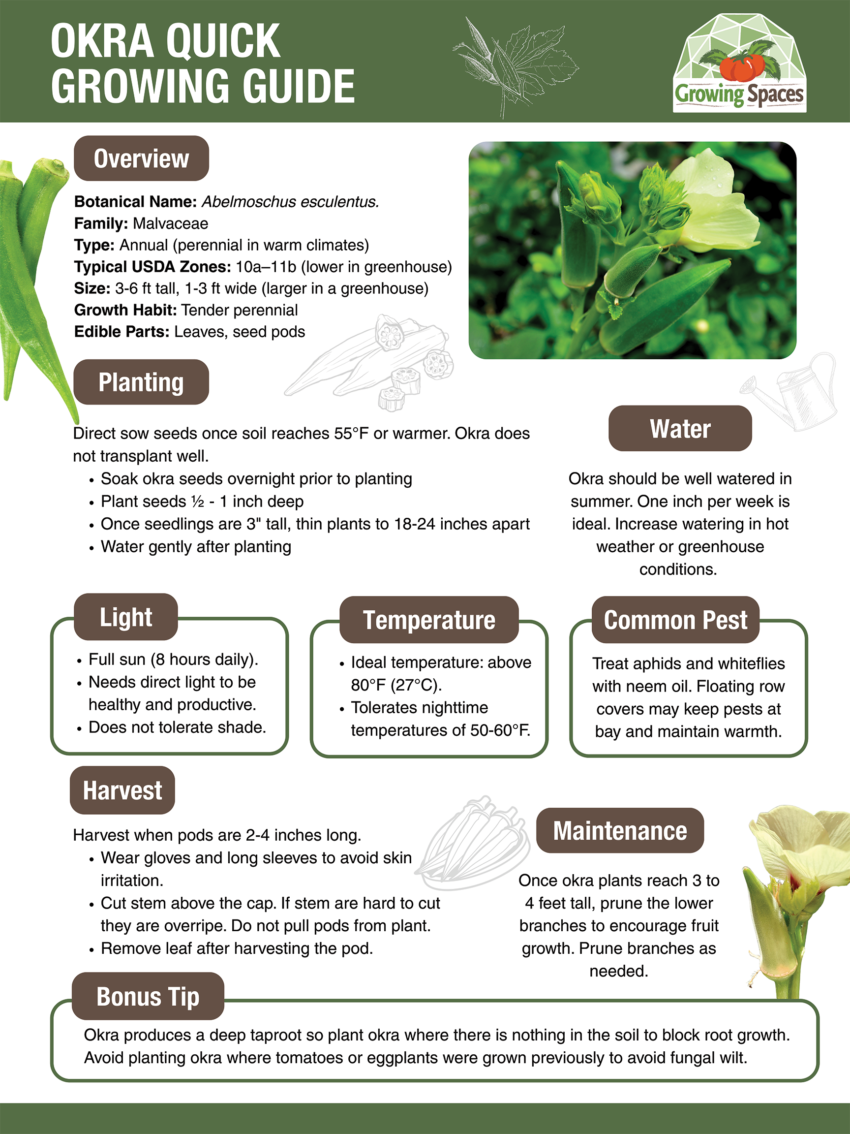 Okra Growing Guide image