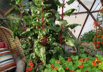chard and nasturtiums greenhouse