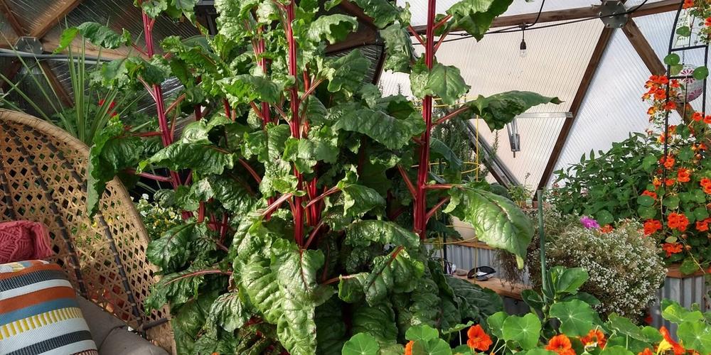 chard and nasturtiums greenhouse