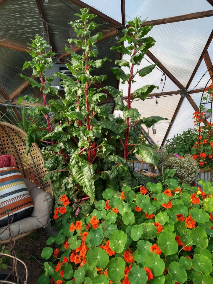growing chard 5 foot tall in Leslie and Tommy Kearney’s dome!