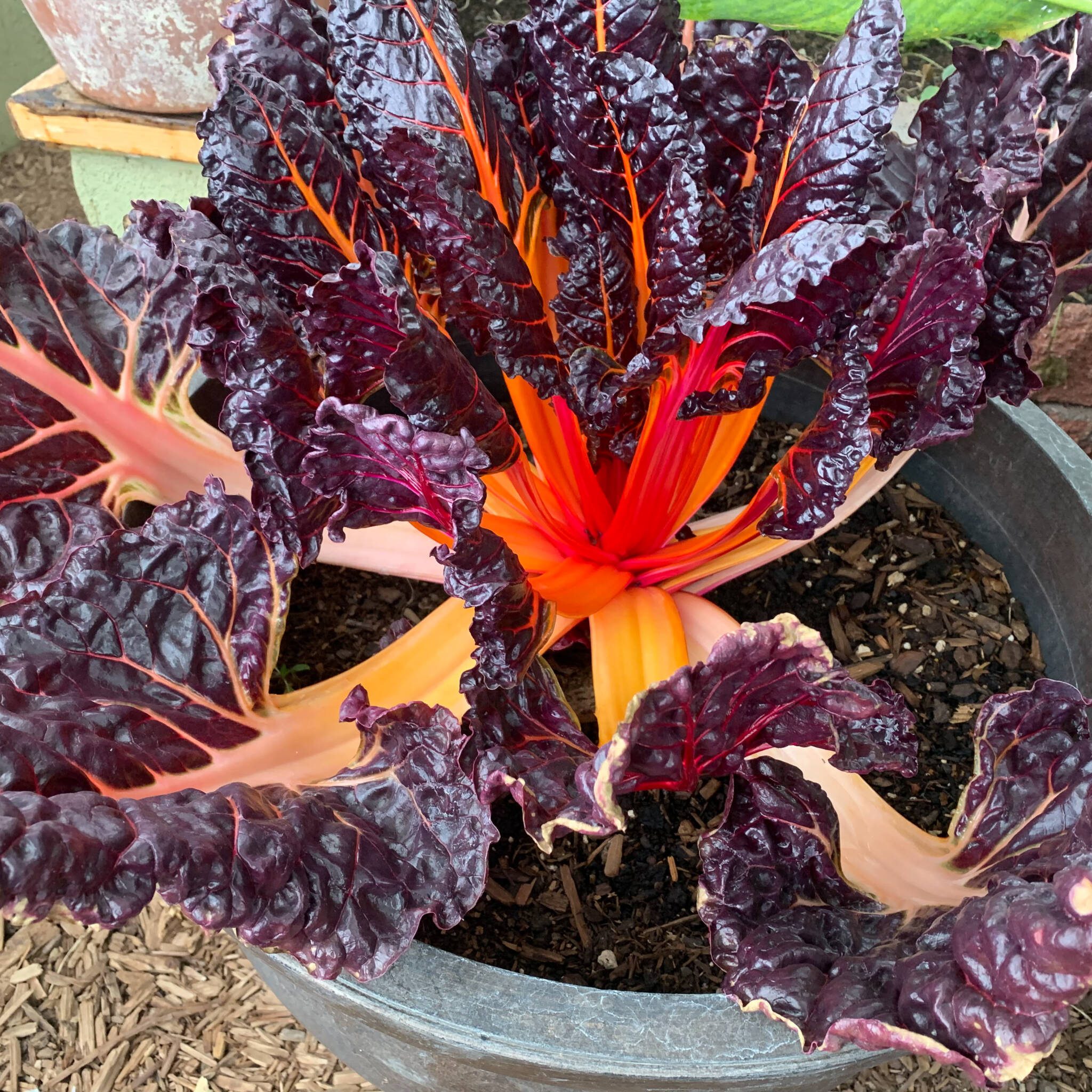 rhubarb chard