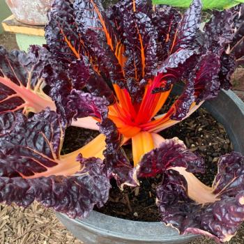 rhubarb chard