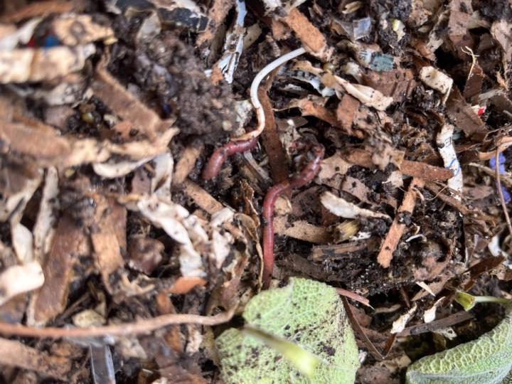 red wigglers for vermiculture