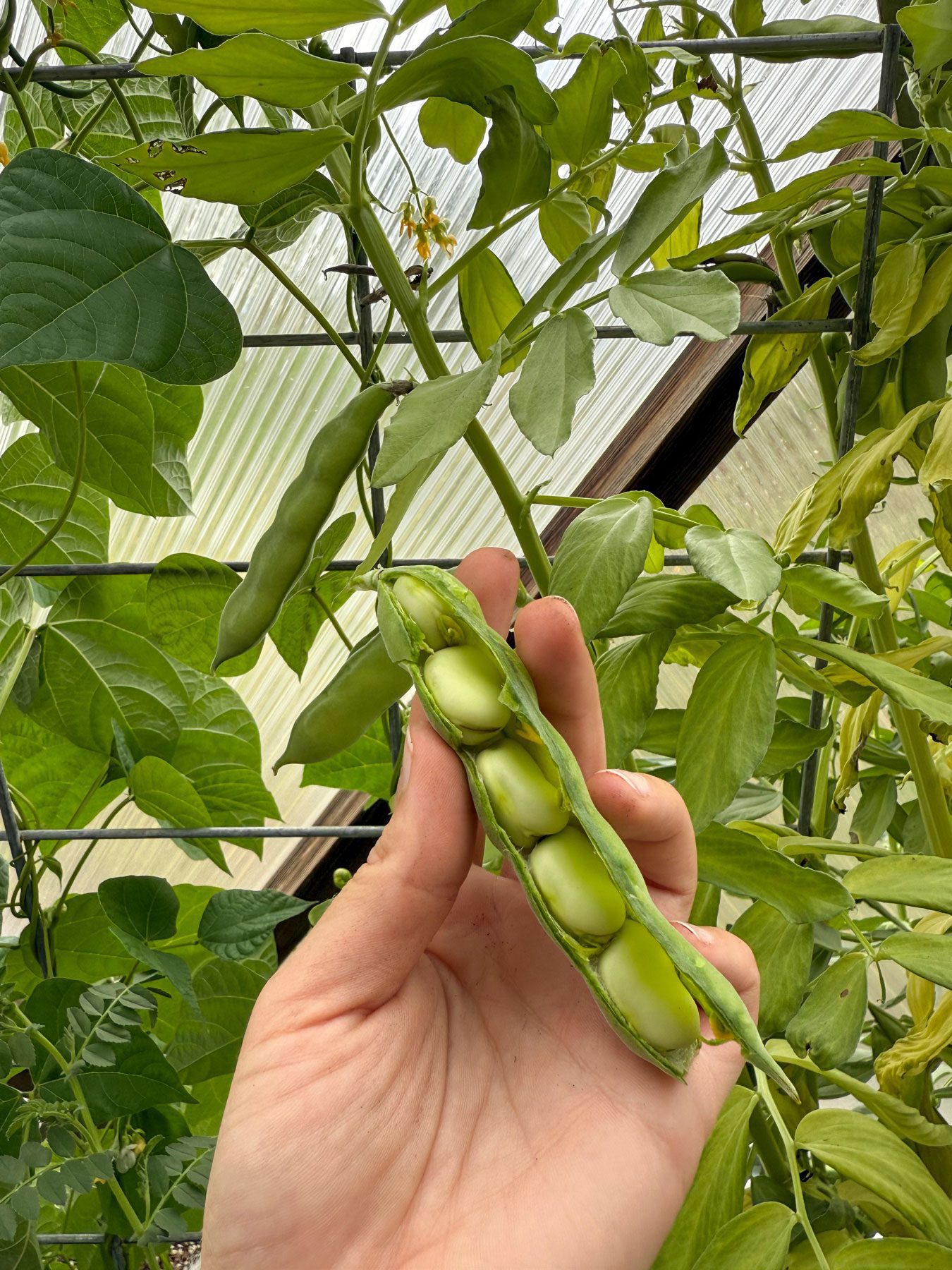 person holding fava bean pod split open to reveal the beans while unharvested beans grow on a trellis with polycarbontat glazing of the Growing Dome in the background