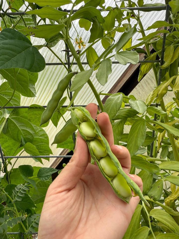 person holding fava bean pod split open to reveal the beans while unharvested beans grow on a trellis with polycarbontat glazing of the Growing Dome in the background