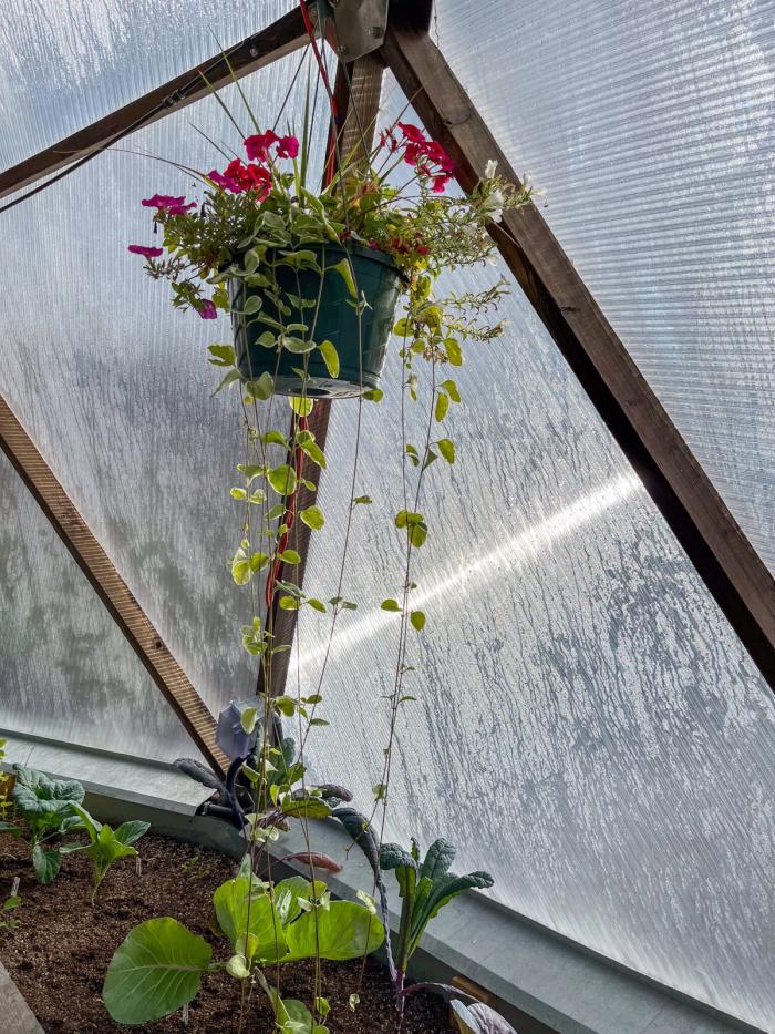 Condensation dripping down polycarbonate panels in a greenhouse