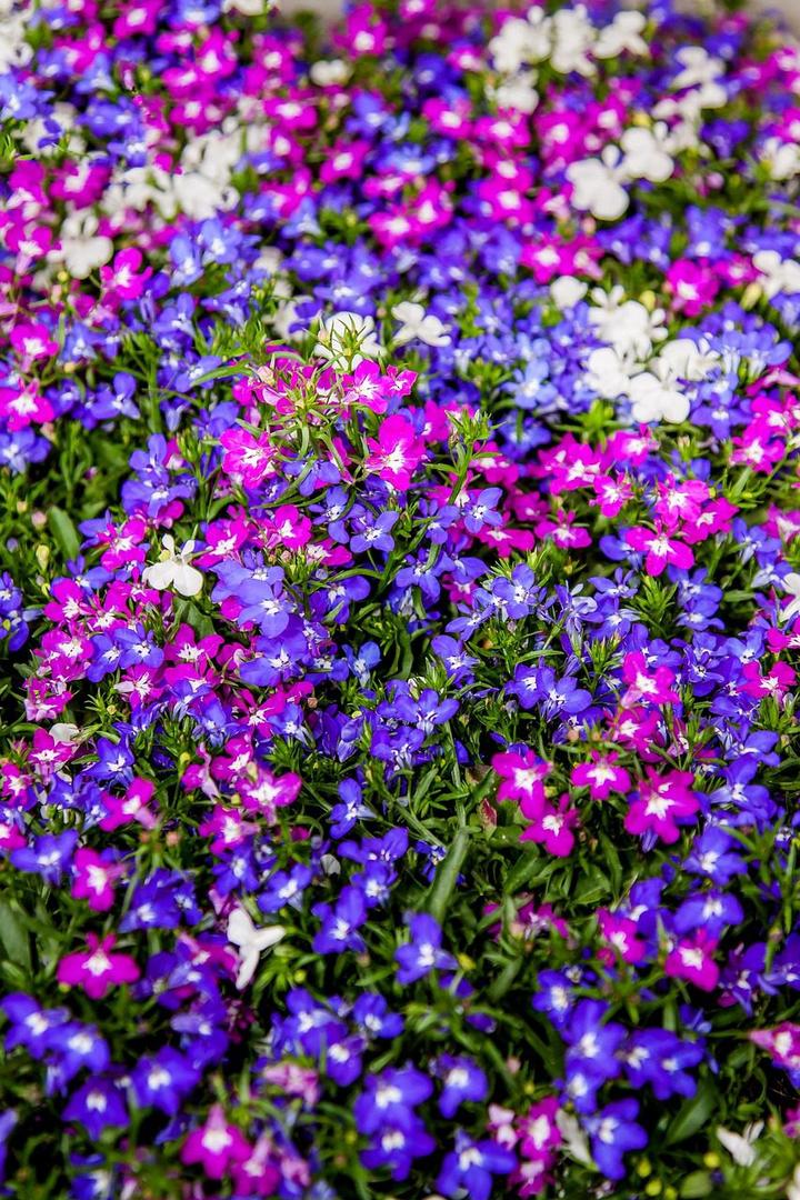 various lobelia colors purple pink and white