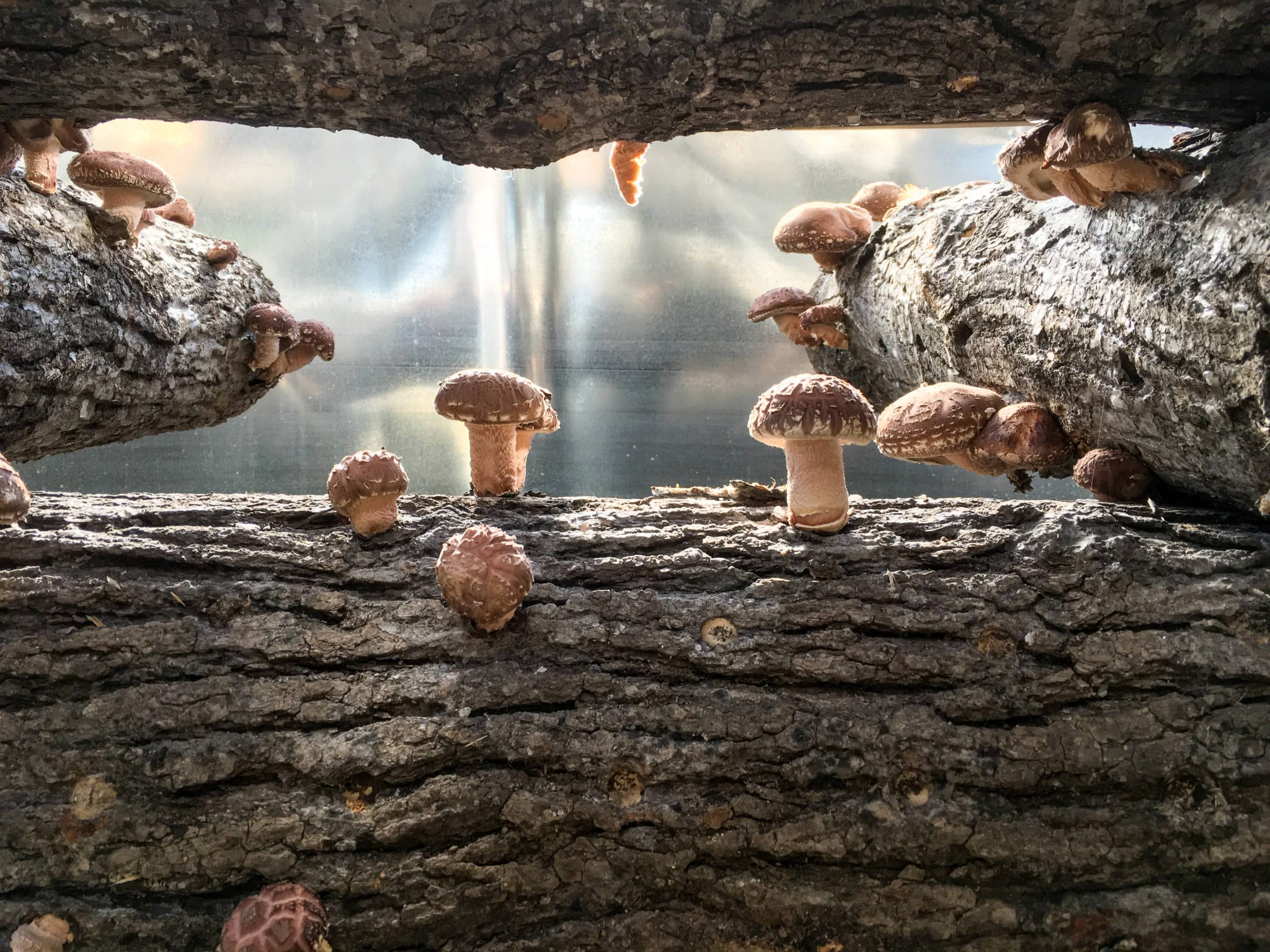 Shiitake Mushrooms growing on logs