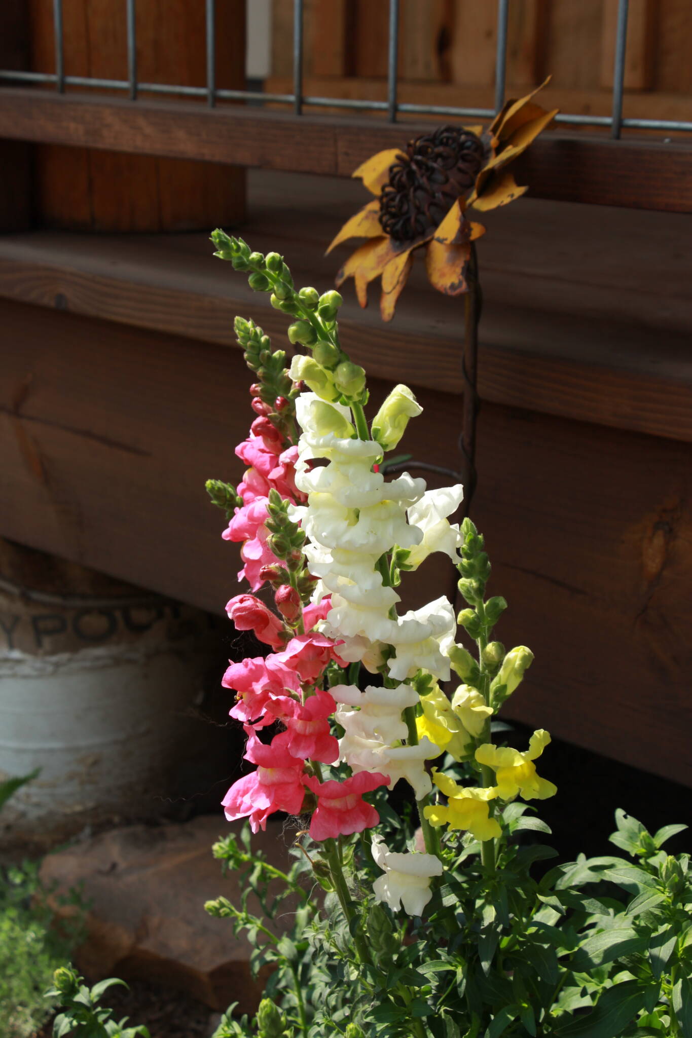 multi-colored snapdragons in a garden