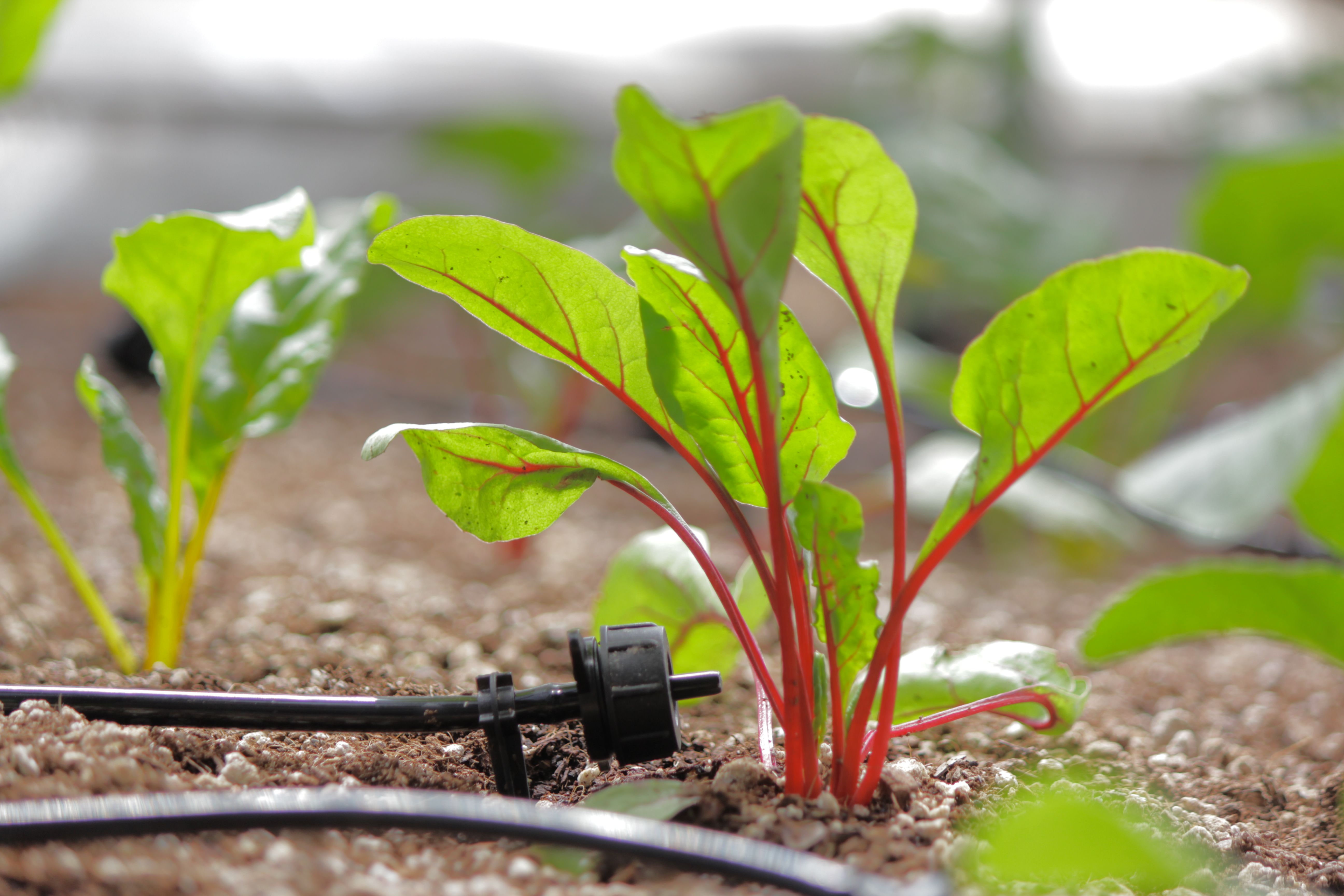 Young chard plant with a drip irrigation nozzle directed at the base