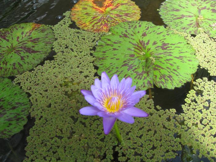 Purple lotus flower emerging through a mass of azolla and large speckled pad like leaves