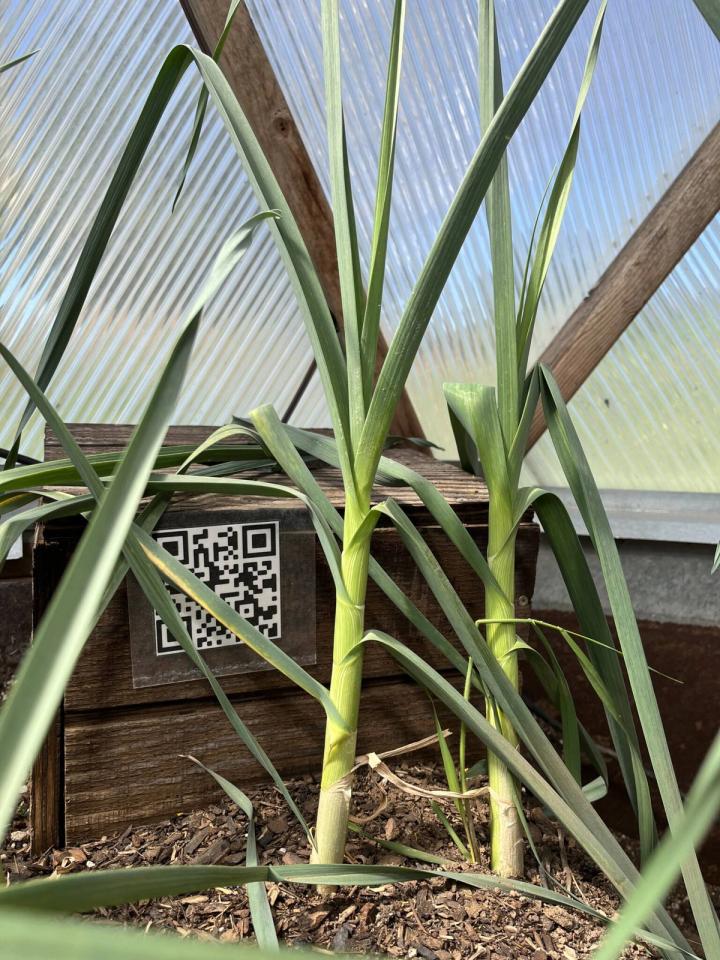garlic growing in a dome greenhouse