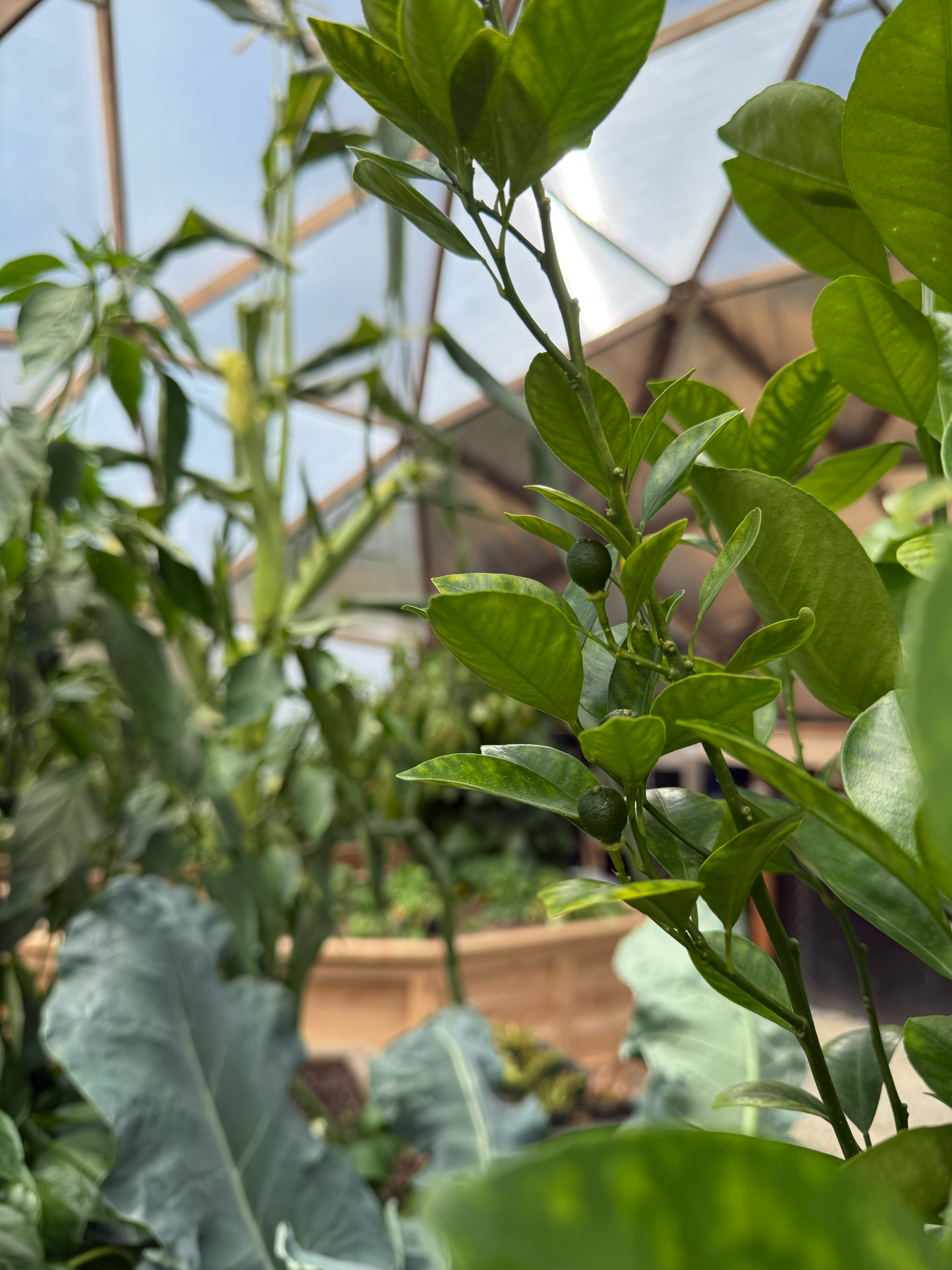 Mandarin tree with green immature fruit growing in a greenhouse