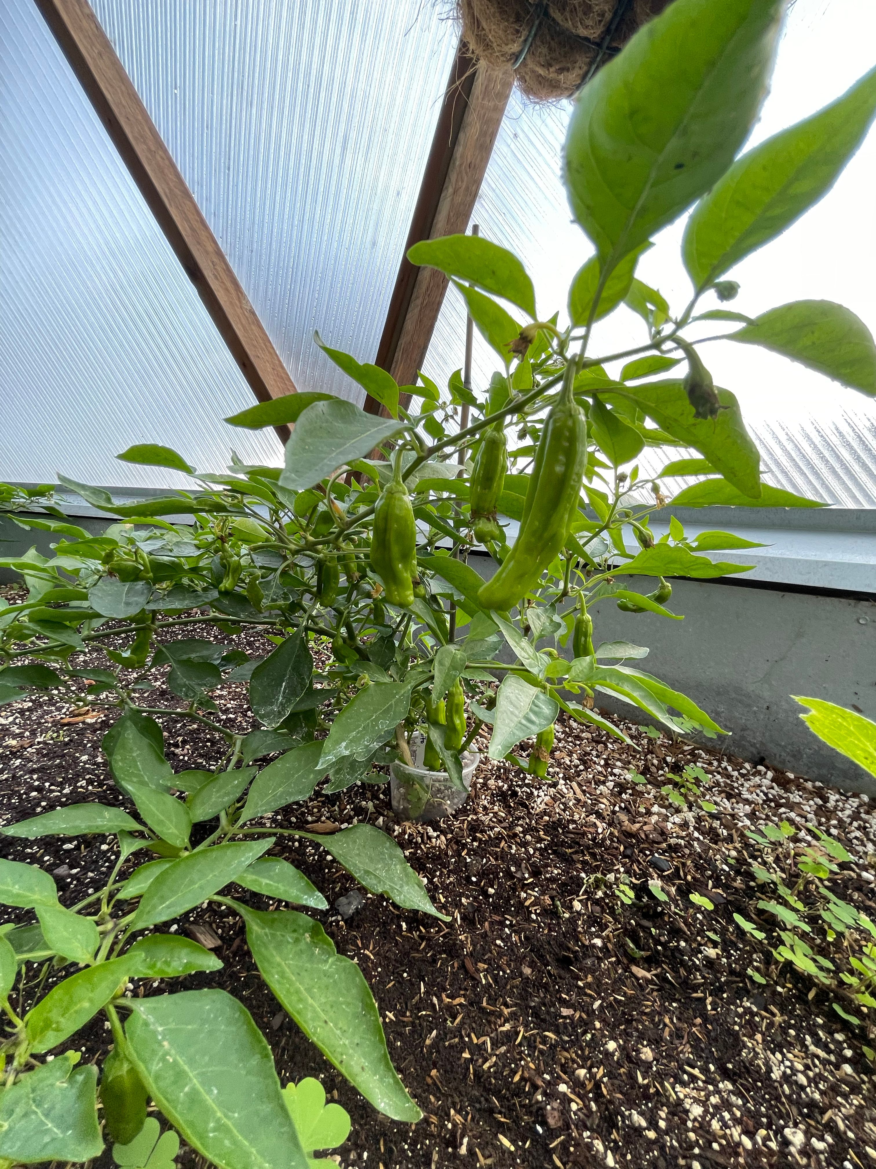 shishito peppers