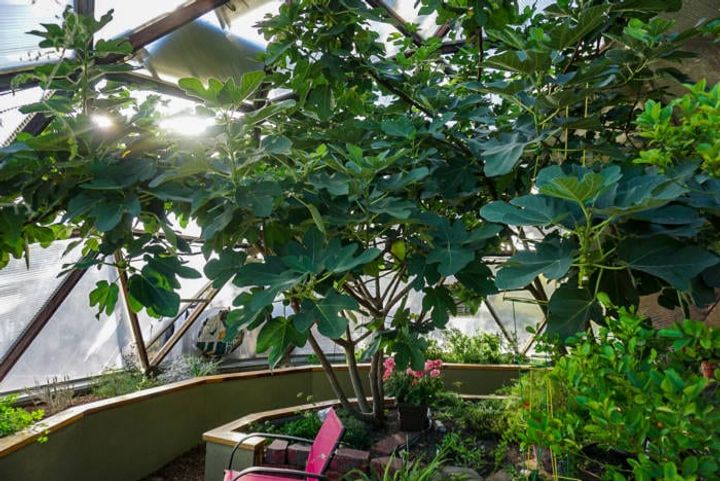 Fig tree during fall in a greenhouse