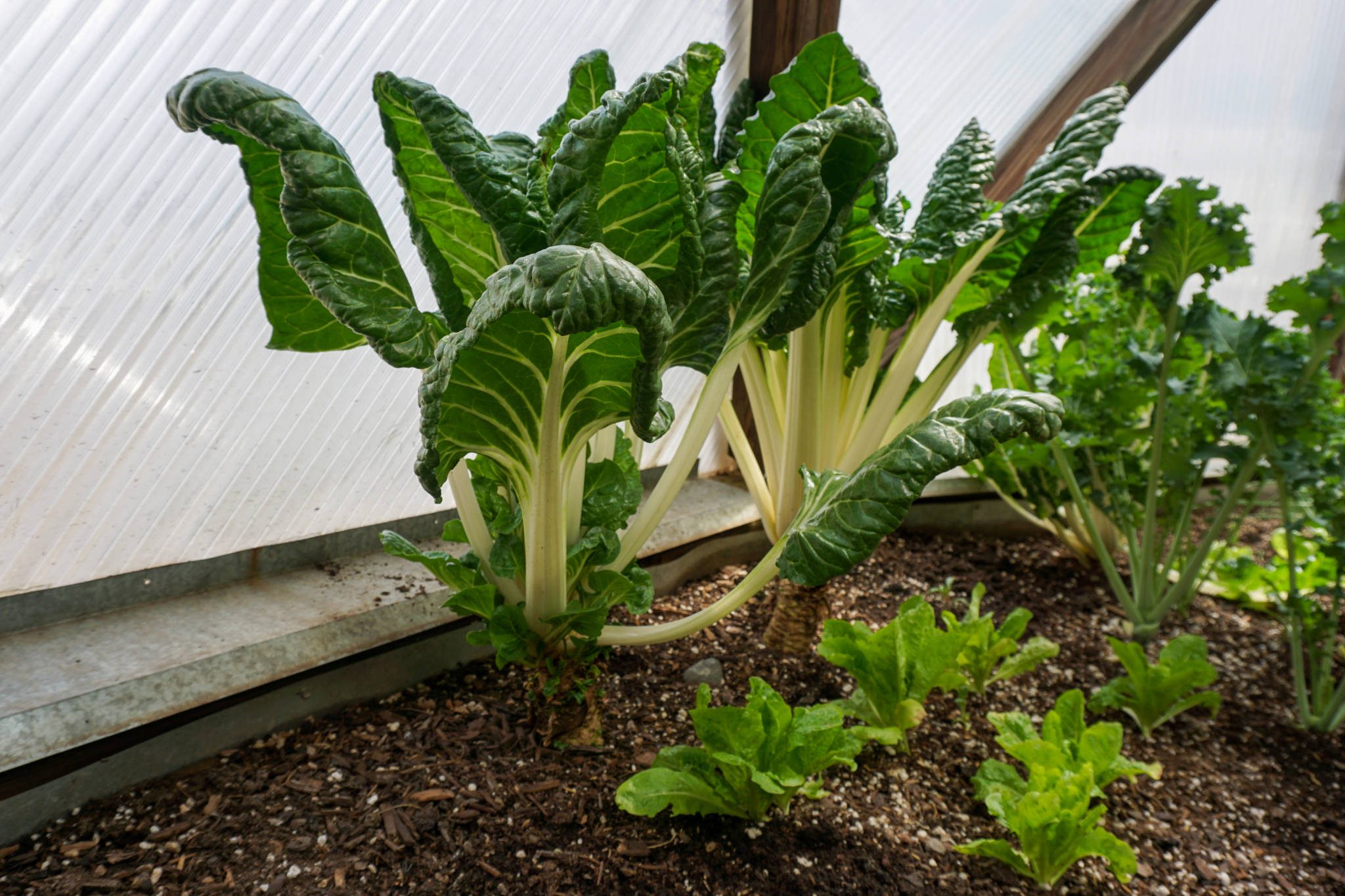 Swiss chard in the garden