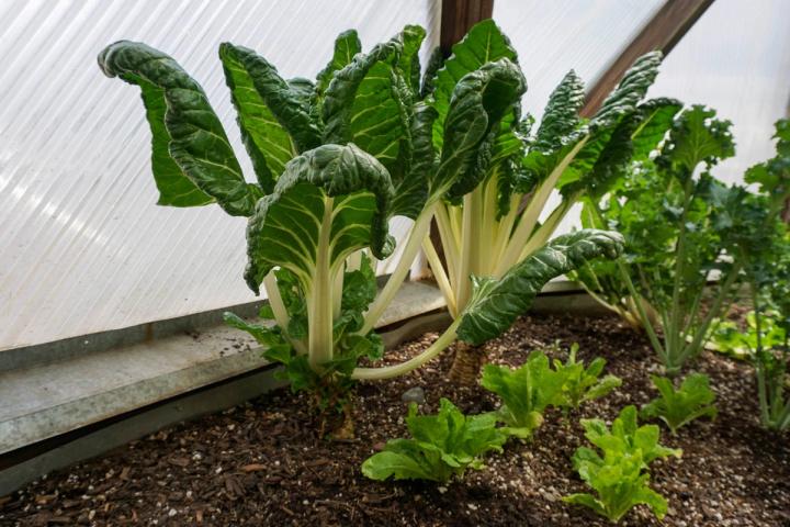 Swiss chard in the garden