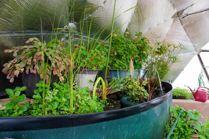 beautiful pond plants