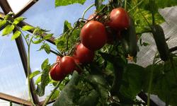 How to Grow Fresh, Juicy, Dome Grown Tomatoes! image