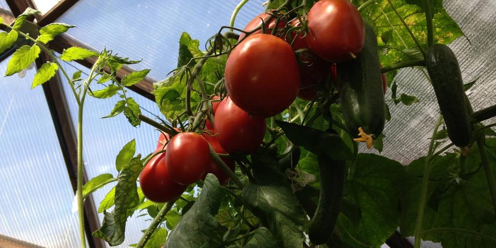 How to Grow Fresh, Juicy, Dome Grown Tomatoes! image