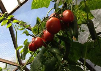 How to Grow Fresh, Juicy, Dome Grown Tomatoes!