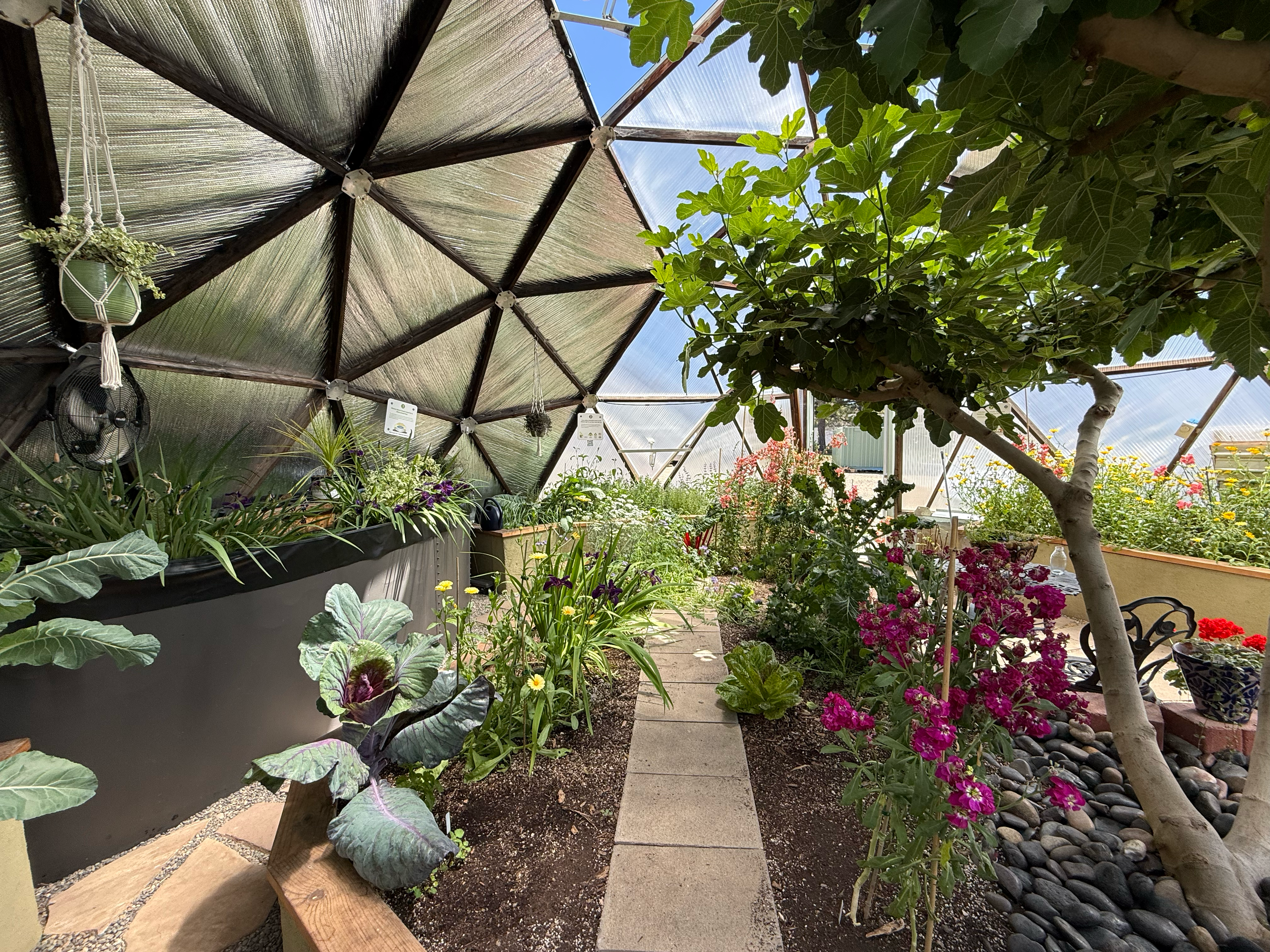Interior of a Growing Dome Greenhouse with a large fig tree, flowers, vegetables, and an above ground pond