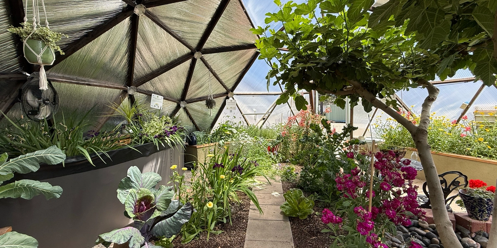 Interior of a Growing Dome Greenhouse with a large fig tree, flowers, vegetables, and an above ground pond