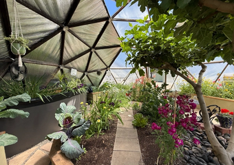 Interior of a Growing Dome Greenhouse with a large fig tree, flowers, vegetables, and an above ground pond