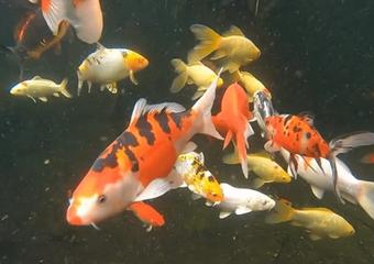 CaptureFish