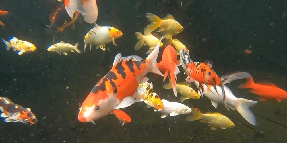 CaptureFish