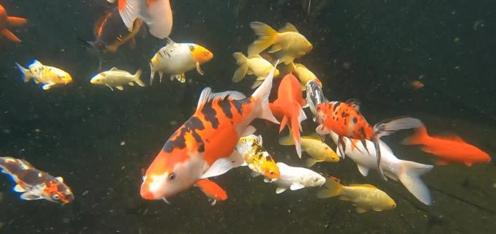 koi in a greenhouse pond