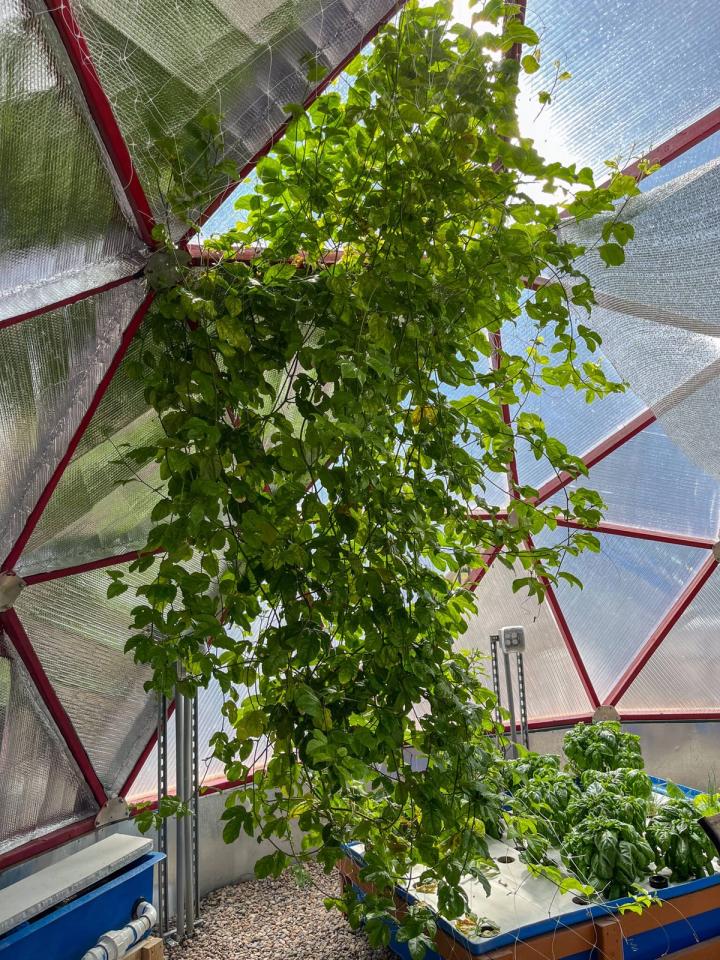 Passion fruit plant growing in an aquaponics bed