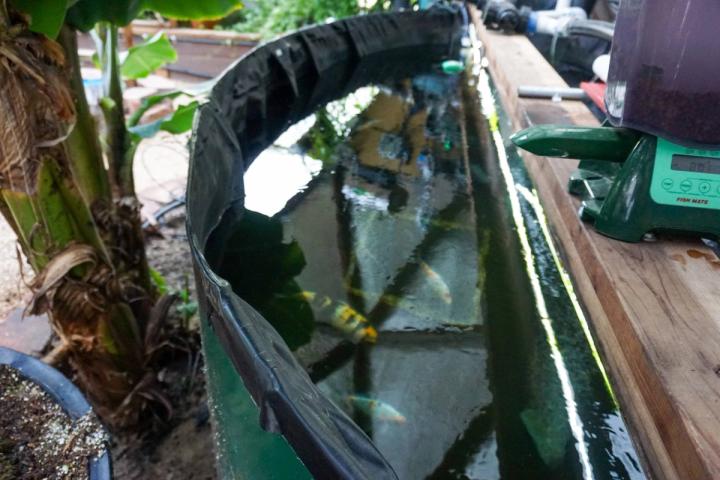 fish enjoying the pond in the dome
