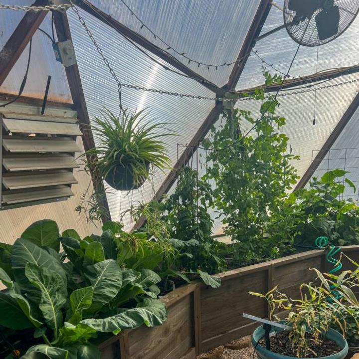 Backyard Boxes raised garden beds filled with lush green plants