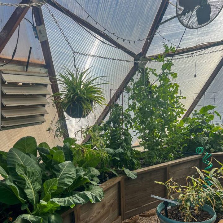Backyard Boxes raised garden beds filled with lush green plants