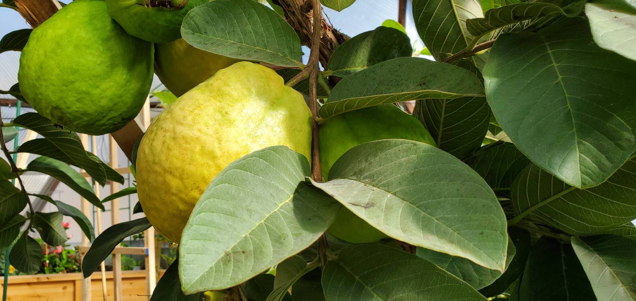 Guava image