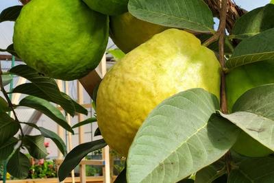 Guava image