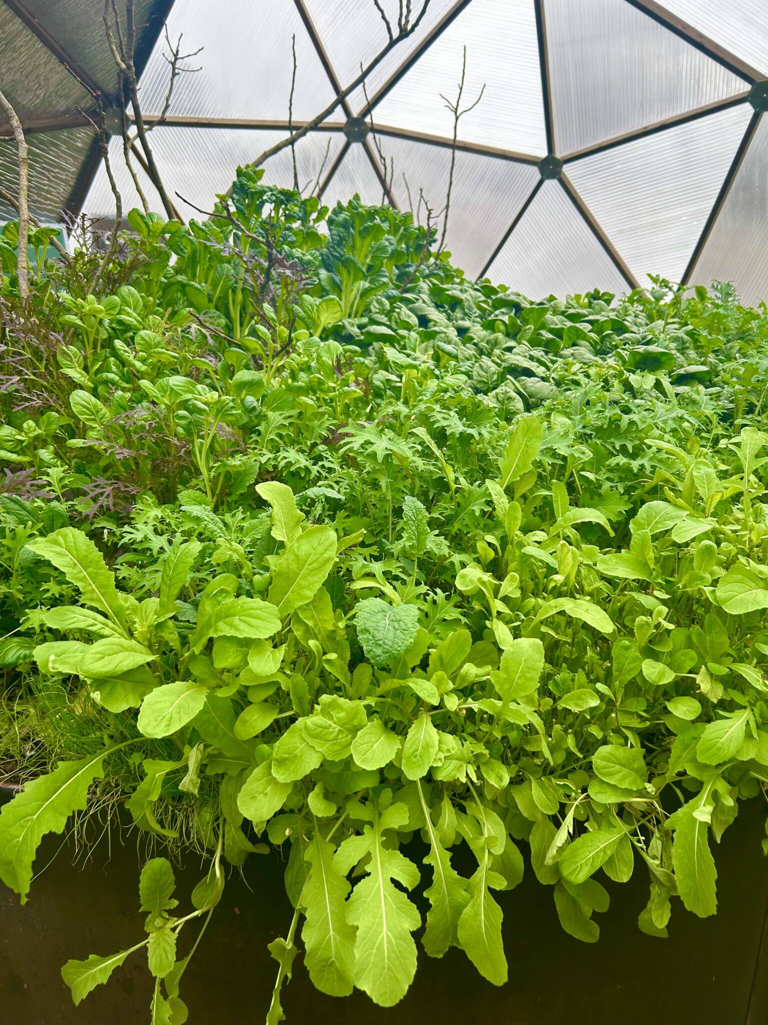 Leafy greens growing during the winter inside a Growing Dome greenhouse
