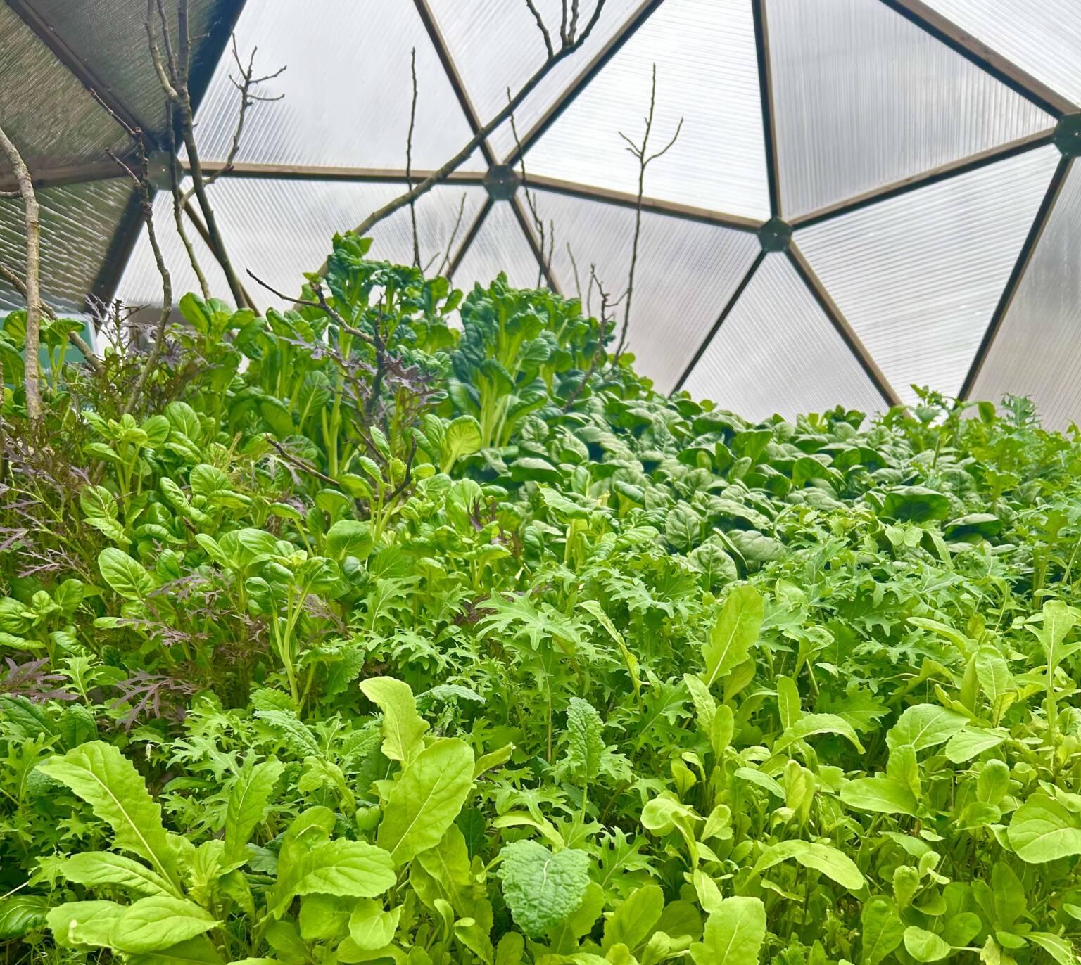 Leafy greens growing through winter inside a Massachusetts Growing Dome