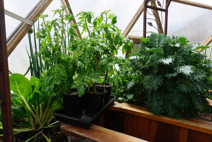Tomato plants about one foot tall in pots next to an established kale plant ready to be planted into a greenhouse garden
