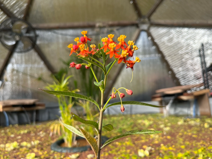 Mexican butterfly flower with clusters of small orange flowers with yellow centers