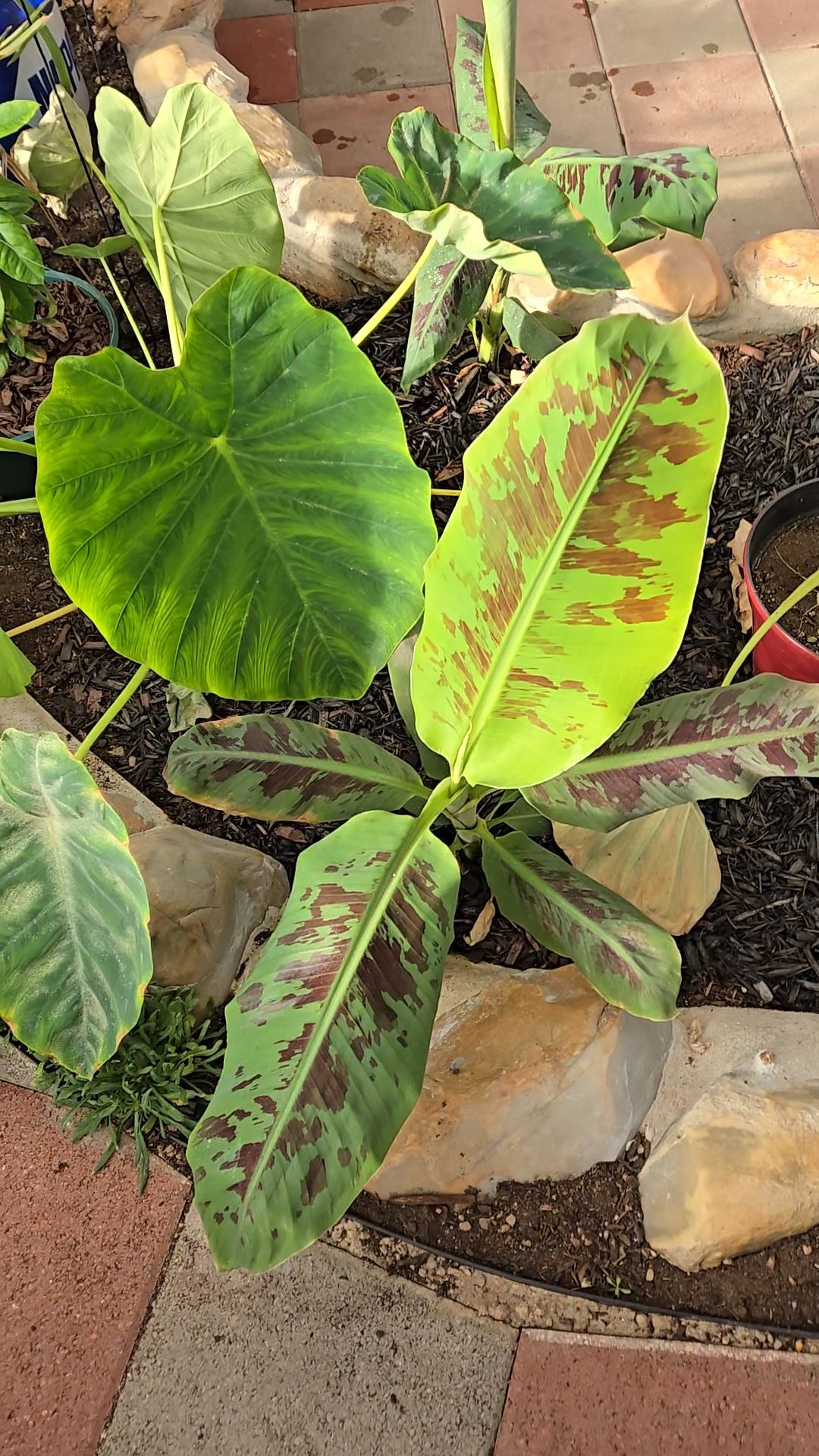 Tropical banana plant with green and reddish-brown patterned leaves growing alongside large elephant ear leaves inside a Growing Dome greenhouse